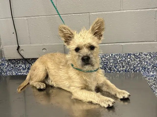 Scrappy - Terrier