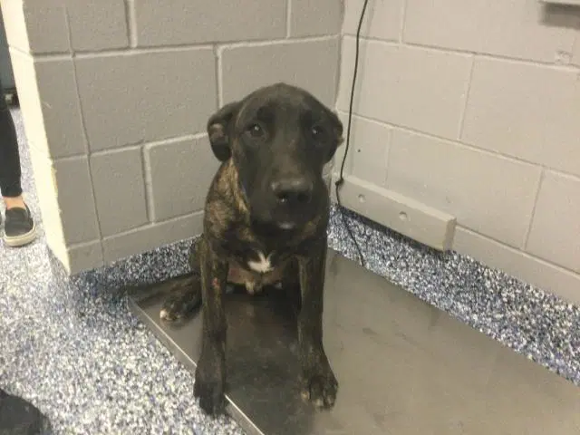 Biggie - Mastiff