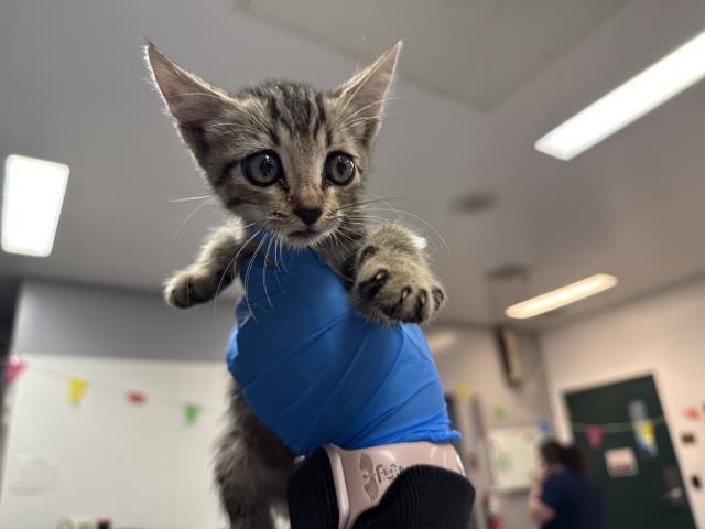 DAX