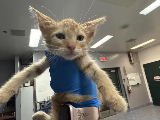 Oliver - Domestic Short Hair