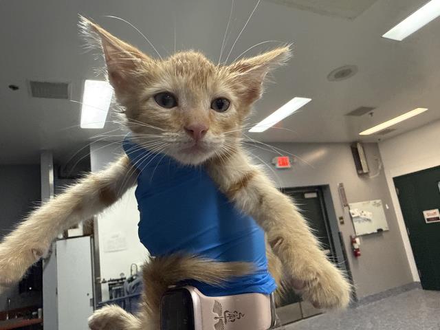 Oliver