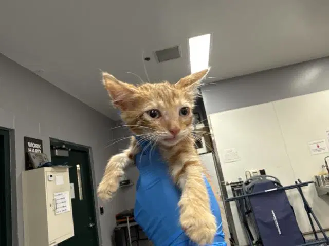Oliver - Domestic Short Hair