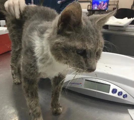 Simba - Domestic Medium Hair