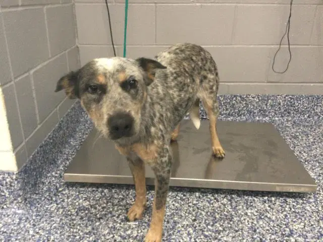 Zadie - Queensland Heeler