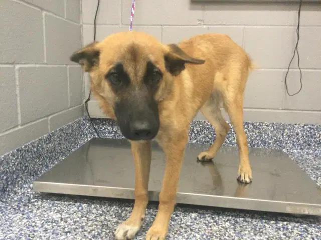 Max - German Shepherd Dog
