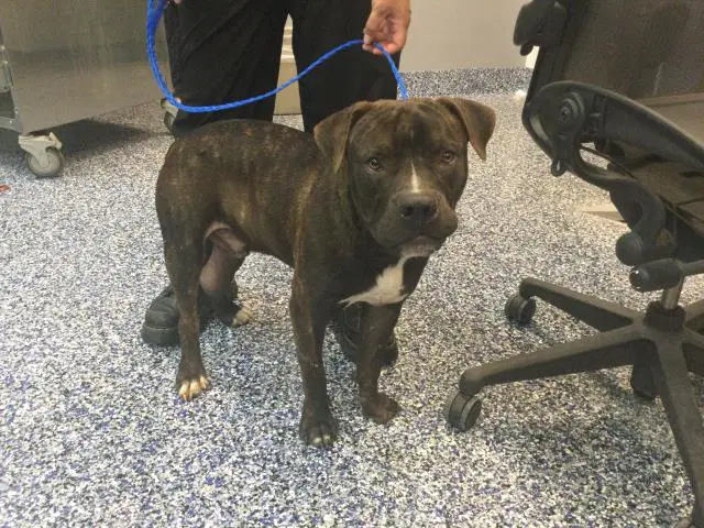 Max - Pit Bull Terrier