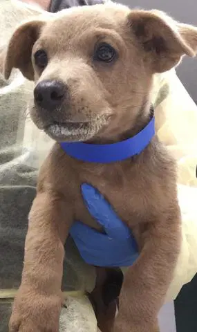 Palm - Terrier