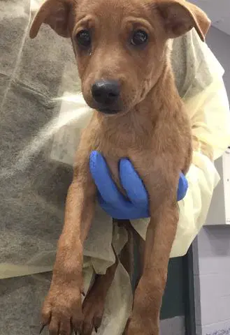 Ace - Terrier