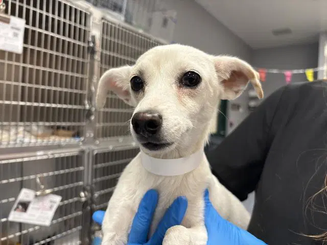 Romy - Chihuahua