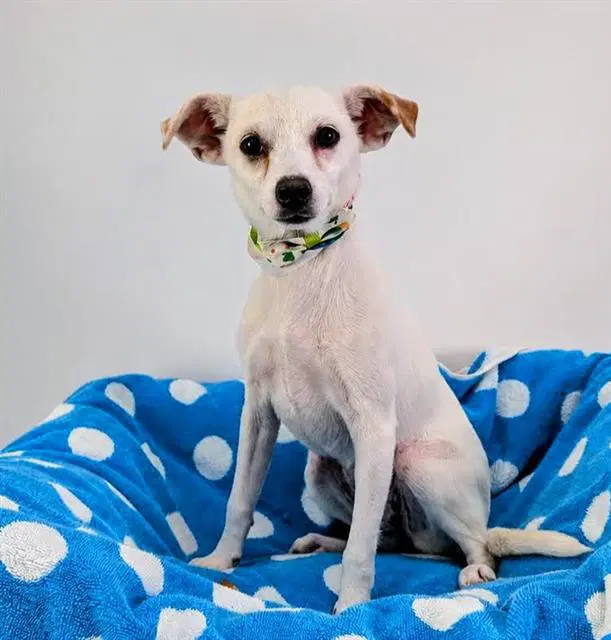 Romy - Chihuahua