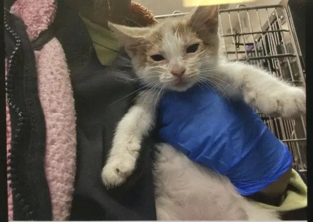 Carrie - Domestic Short Hair