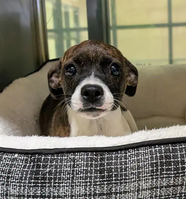 Mika - Terrier
