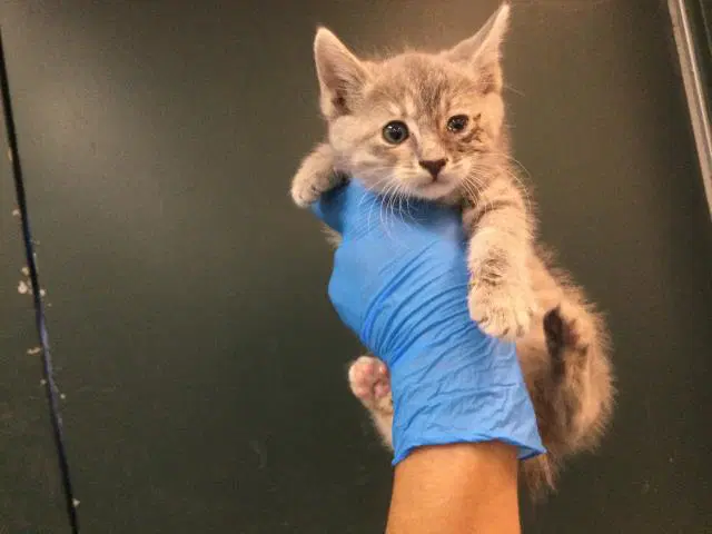 Unknown - Domestic Short Hair