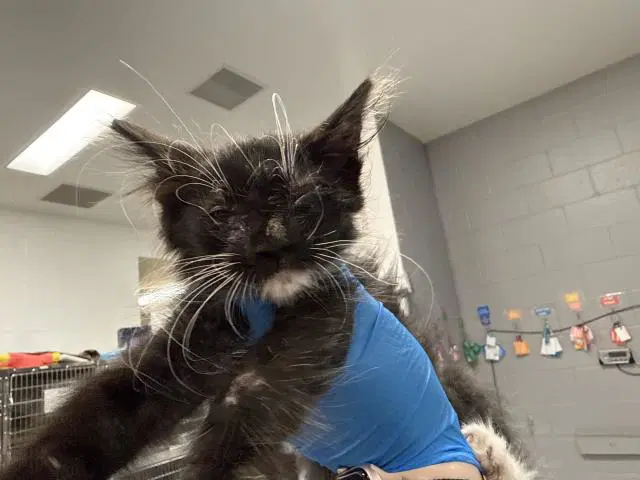 Felix - Domestic Short Hair