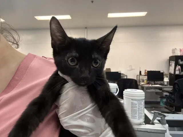 Nyeusi - Domestic Short Hair