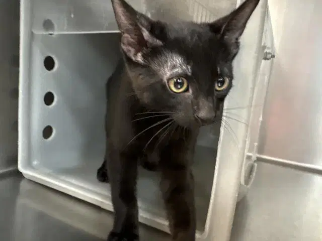 Slate - Domestic Short Hair