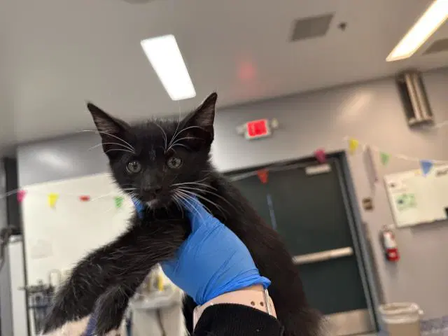 Bagheera - Domestic Short Hair
