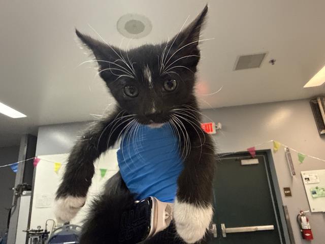 Figaro