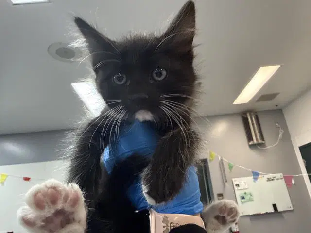 Sirabi - Domestic Short Hair