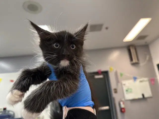 Misty - Domestic Short Hair