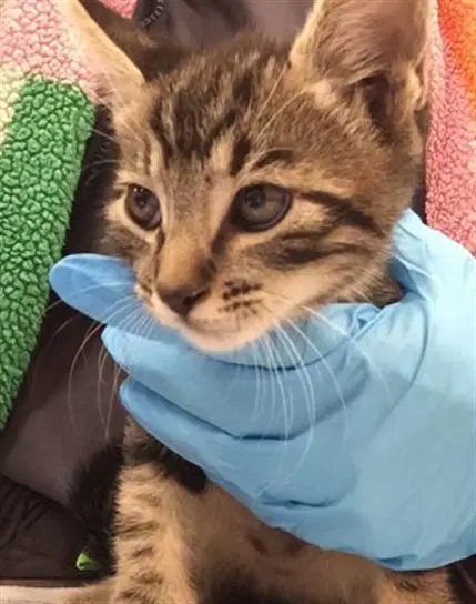 Twix - Domestic Short Hair