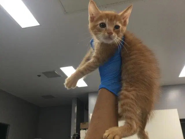 Oliver - Domestic Short Hair