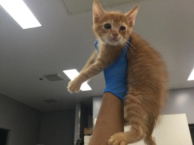 Oliver