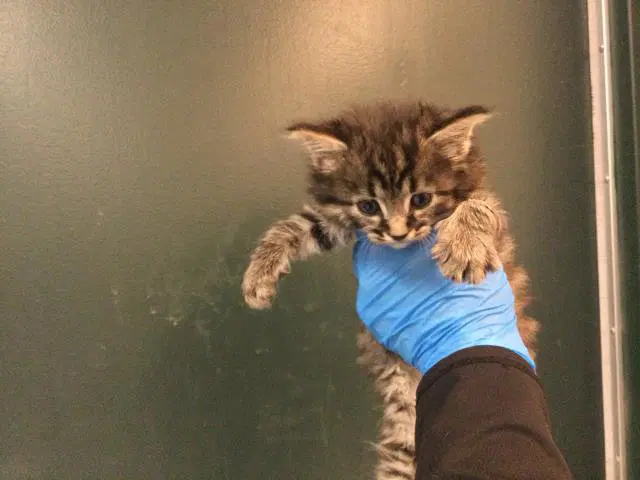 Oliver image 1
