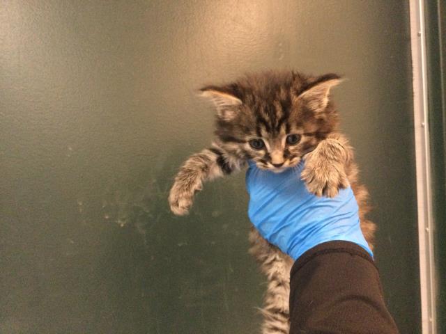 Oliver