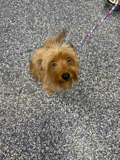 Darla image 1