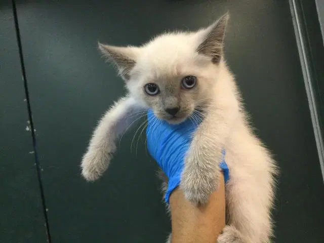 Unknown - Domestic Short Hair