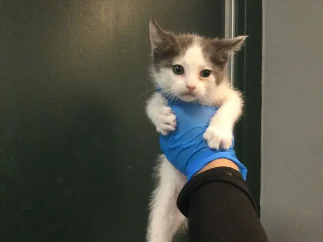 Barnaby - Domestic Short Hair