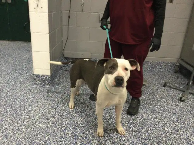 Deisy - Pit Bull Terrier