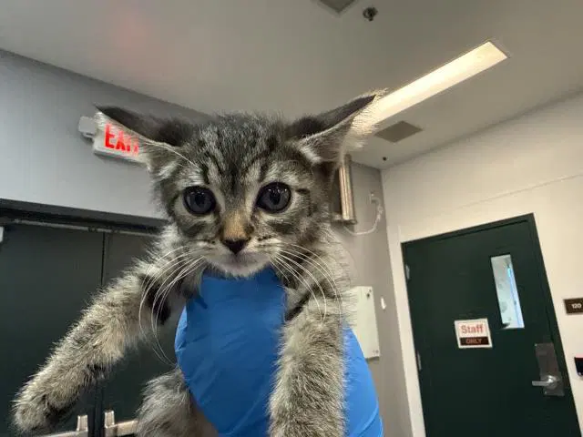 Winkie - Domestic Short Hair