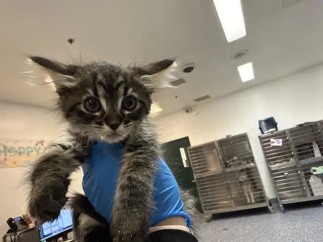 Plum - Domestic Medium Hair
