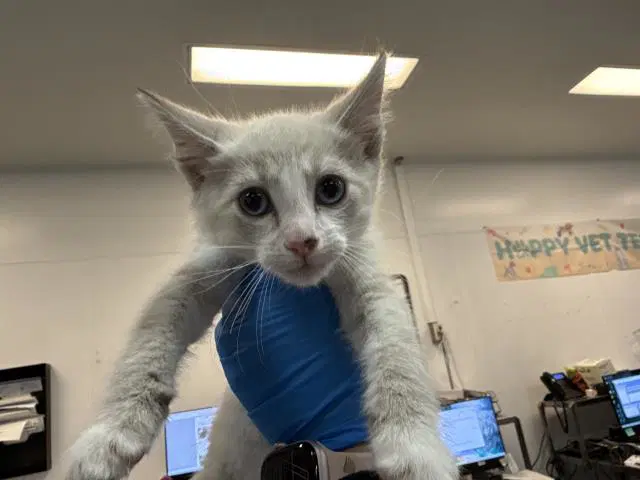 Peri - Domestic Short Hair