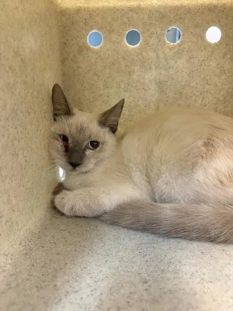 Tina - Domestic Short Hair