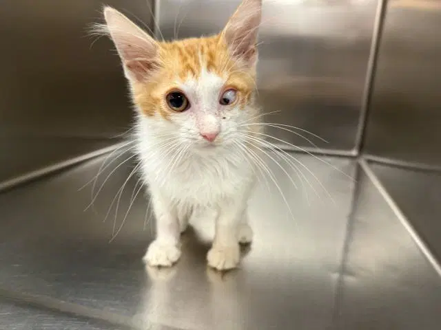 Sirius - Domestic Short Hair
