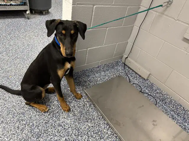 Ace - Doberman Pinscher