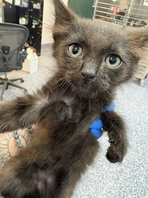 Sakura - Domestic Short Hair