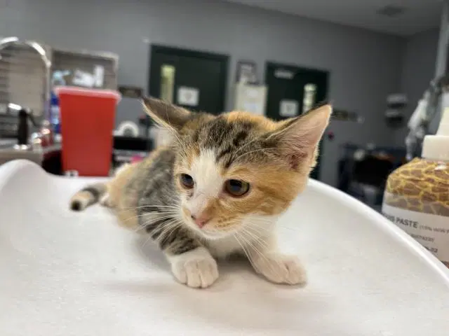 Gypsy - Domestic Short Hair