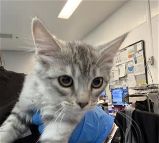 Babe - Domestic Short Hair