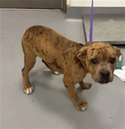 Rocky - Pit Bull Terrier