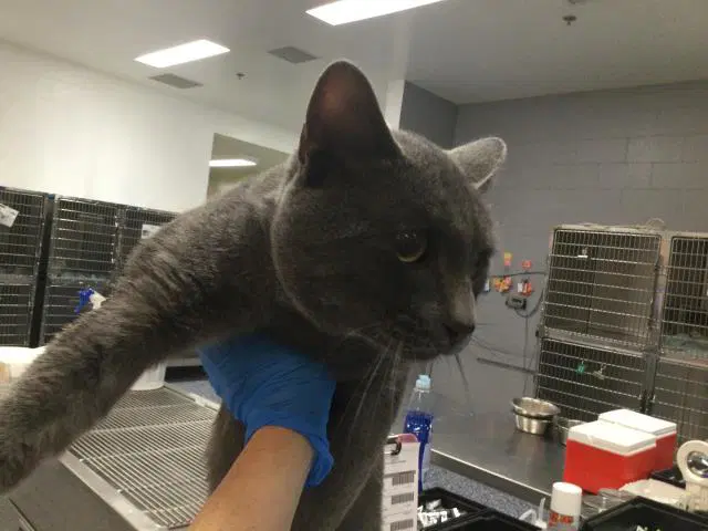 Unknown - Domestic Short Hair