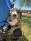 adoptable Dog in Thousand Palms, CA named Dog