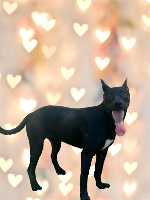 adoptable Dog in Thousand Palms, CA named Dog