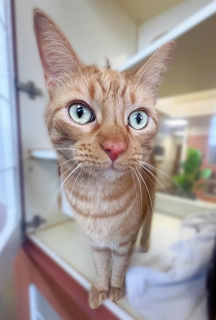 picture of the cat needing adoption