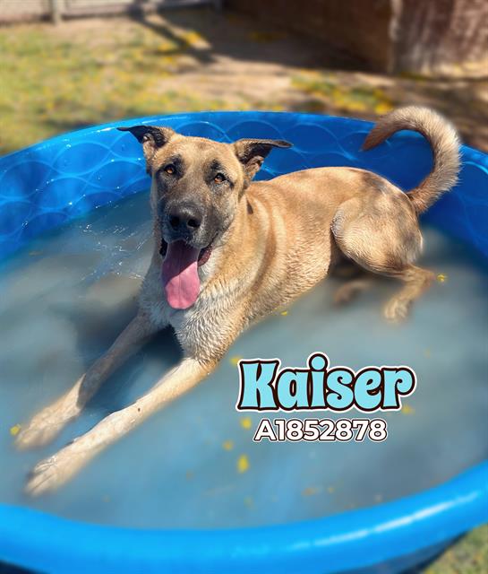 adoptable Dog in Thousand Palms, CA named KAISER