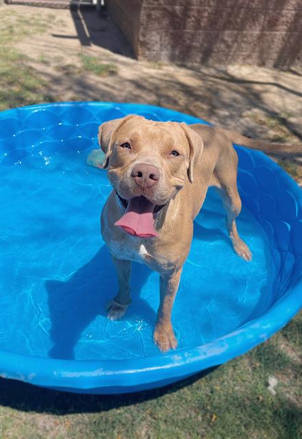 adoptable Dog in Thousand Palms, CA named CINDY LOU