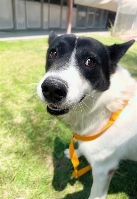 adoptable Dog in Thousand Palms, CA named BEAUFORD
